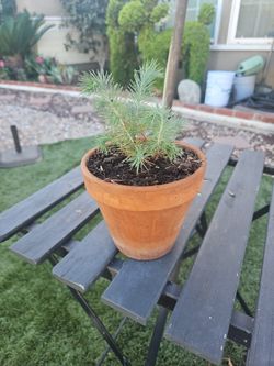 Singleleaf Pinyon In A Terricotta Vase
