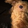 Benji