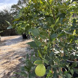 Kaffir Lime Tree