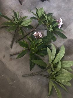 Plumeria cutting