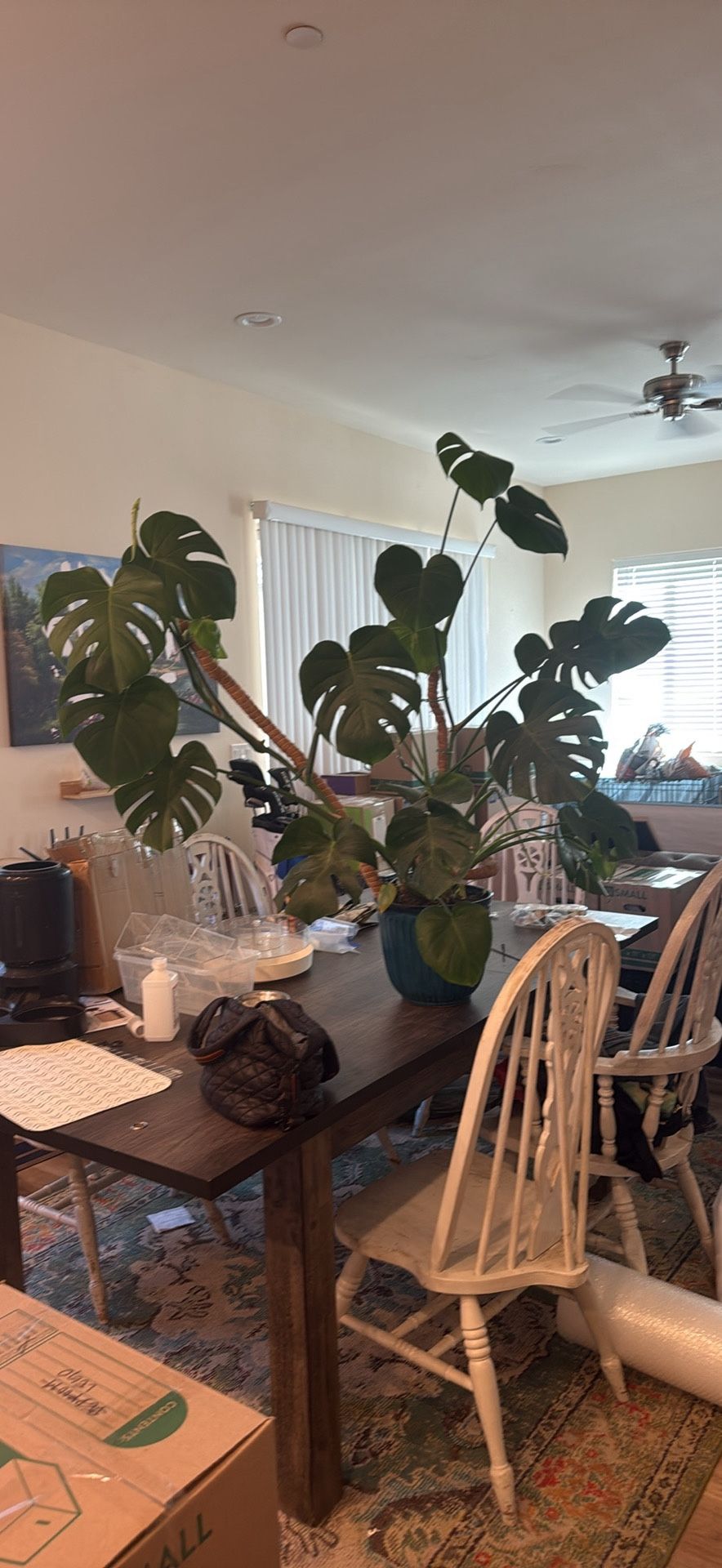 Monstera Plant