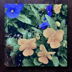 Pansies - METAL PHOTO TILE 