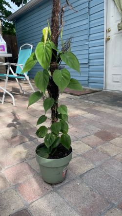 Plant indoor or outdoor Plant indoor or outdoor