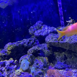 Reef Rock Salt Water Tank