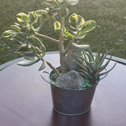 Very Healthy Tricolor Jade In Metal Vase 