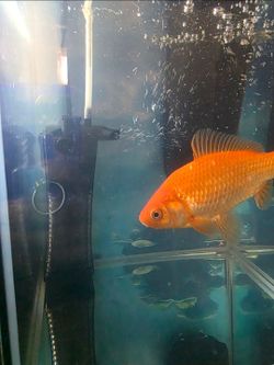 4.5 Gallon Fish Tank