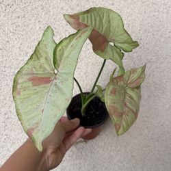 Beautiful Pink Confetti Syngonium Plant