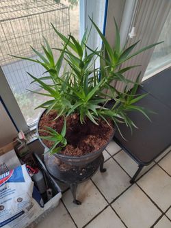 Aloe plant