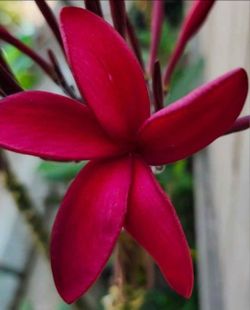 Plumeria (Fuchsia Queen) Fully Rooted Trees. $25
