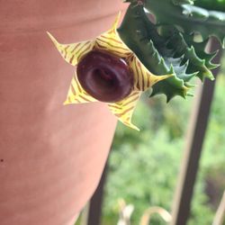 Huernia zebrina (Donut Flower Catus)