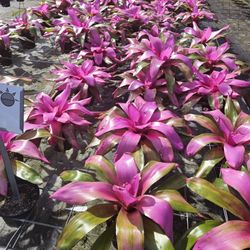 bromelias 