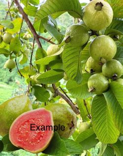 Guava fruit tree//arbol de Guayabas  color de Rosa