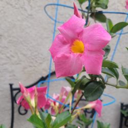 Pink flower Mandevilla