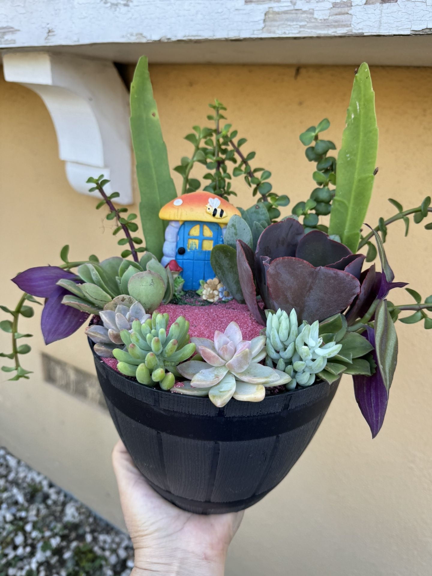 Beautiful Succulent Garden