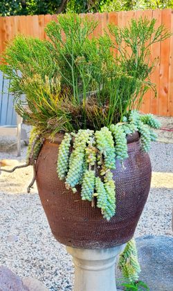 Potted Succulants