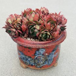 Succulents plants 🪴 （Echeveria 'Yangjin'）