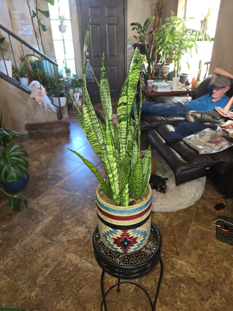 2ft 5in Tall Sansevieria Snake Plant In Cool 10in Ceramic Pot