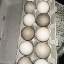 Duck Eggs- Read Description 