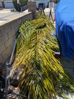 Building a Palapa (?) FREE