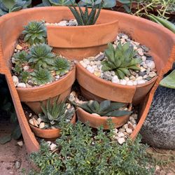 Succulents Plants 4”pot