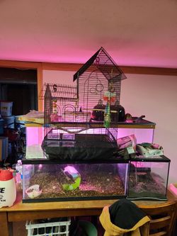 Bird Cage  And Toys