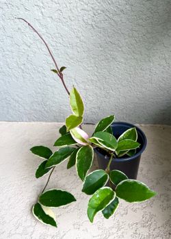 Hoya  Krimson  Queen  plant