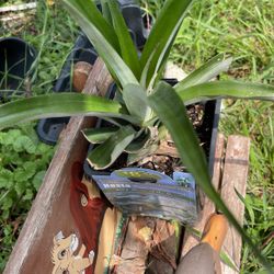 Plants De Piña 