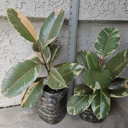 Ficus Ruby (Rubber Tree Plant)