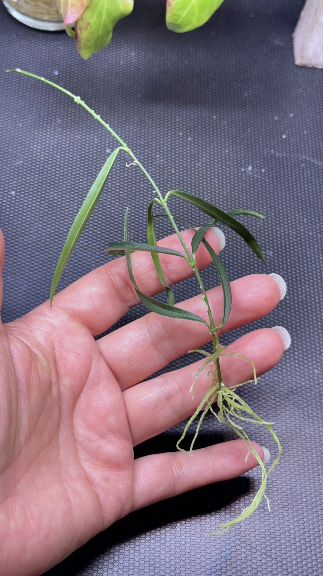 Hoya yvesrocheii