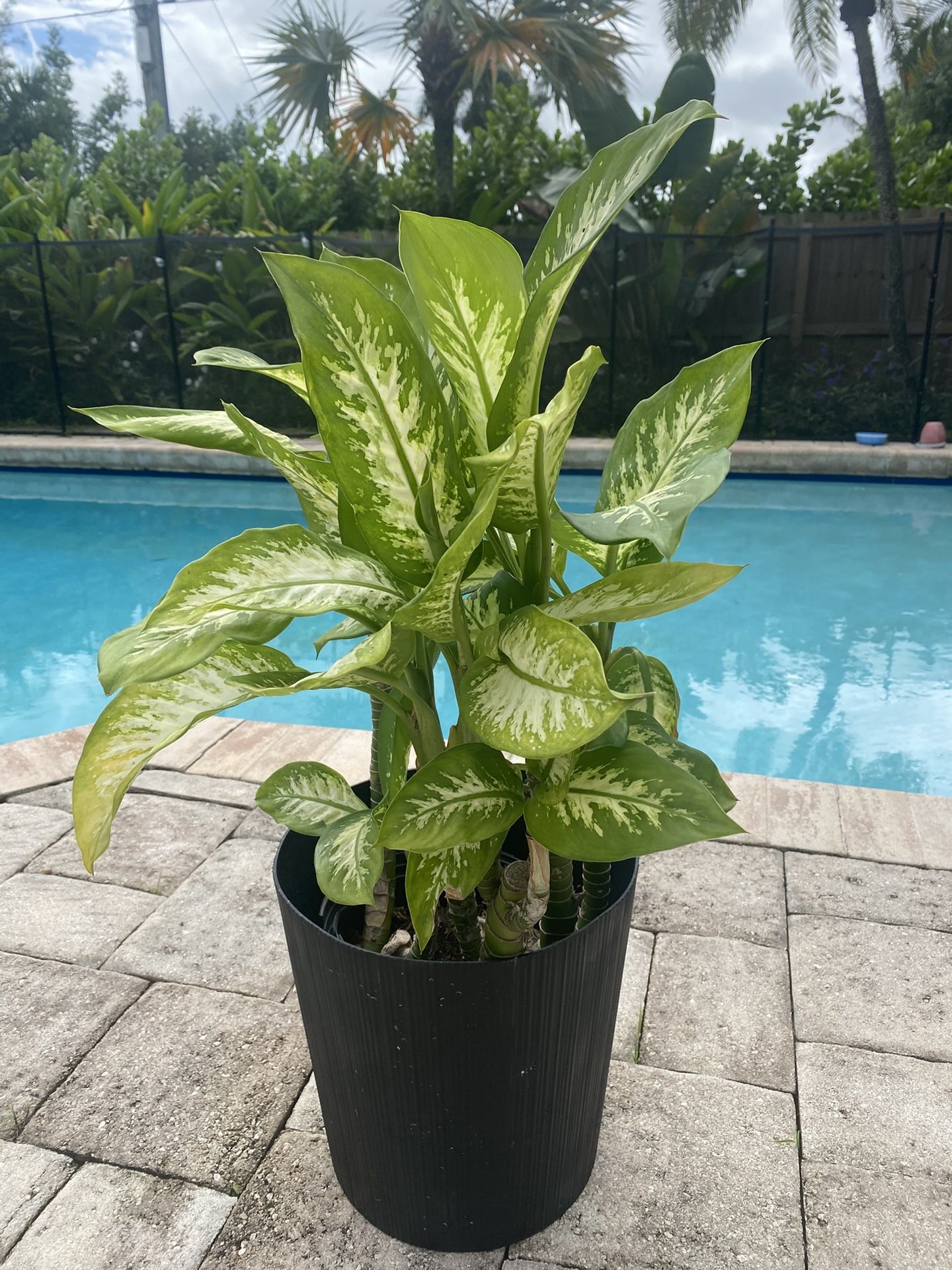 Large Plant w/ Large Black Planter