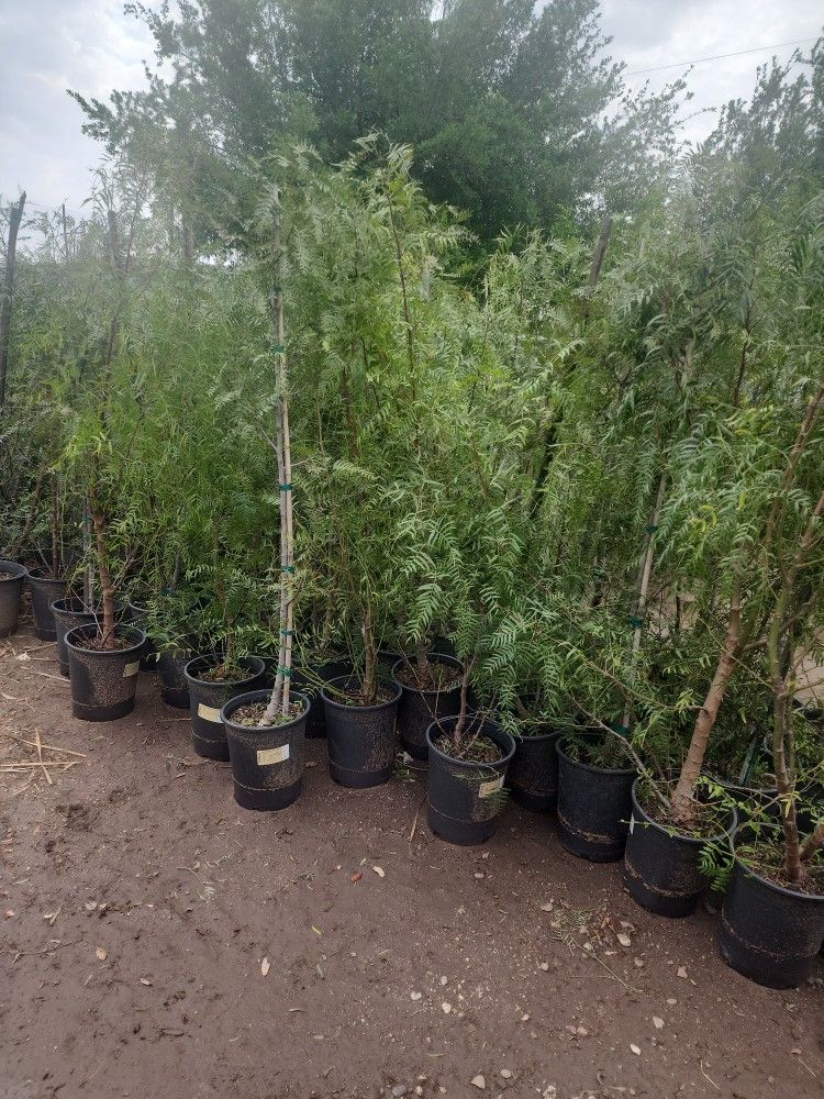 Arboles De Pirul Mexicano 3gallones 6pies De Alto