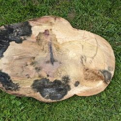 Live Tree Round "Cookie" Slab- Epoxy Tables, Home Decor & DIY Projects 