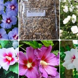 Mixed Colors Rose Of Sharon 25 Seeds 