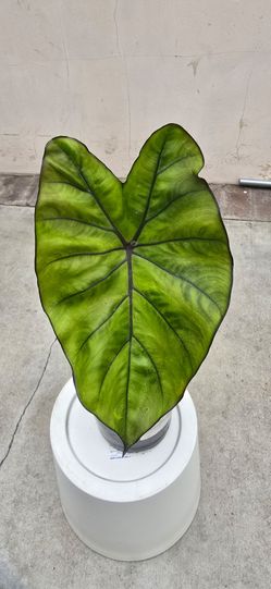 Alocasia Macrorrohiza Black Stem