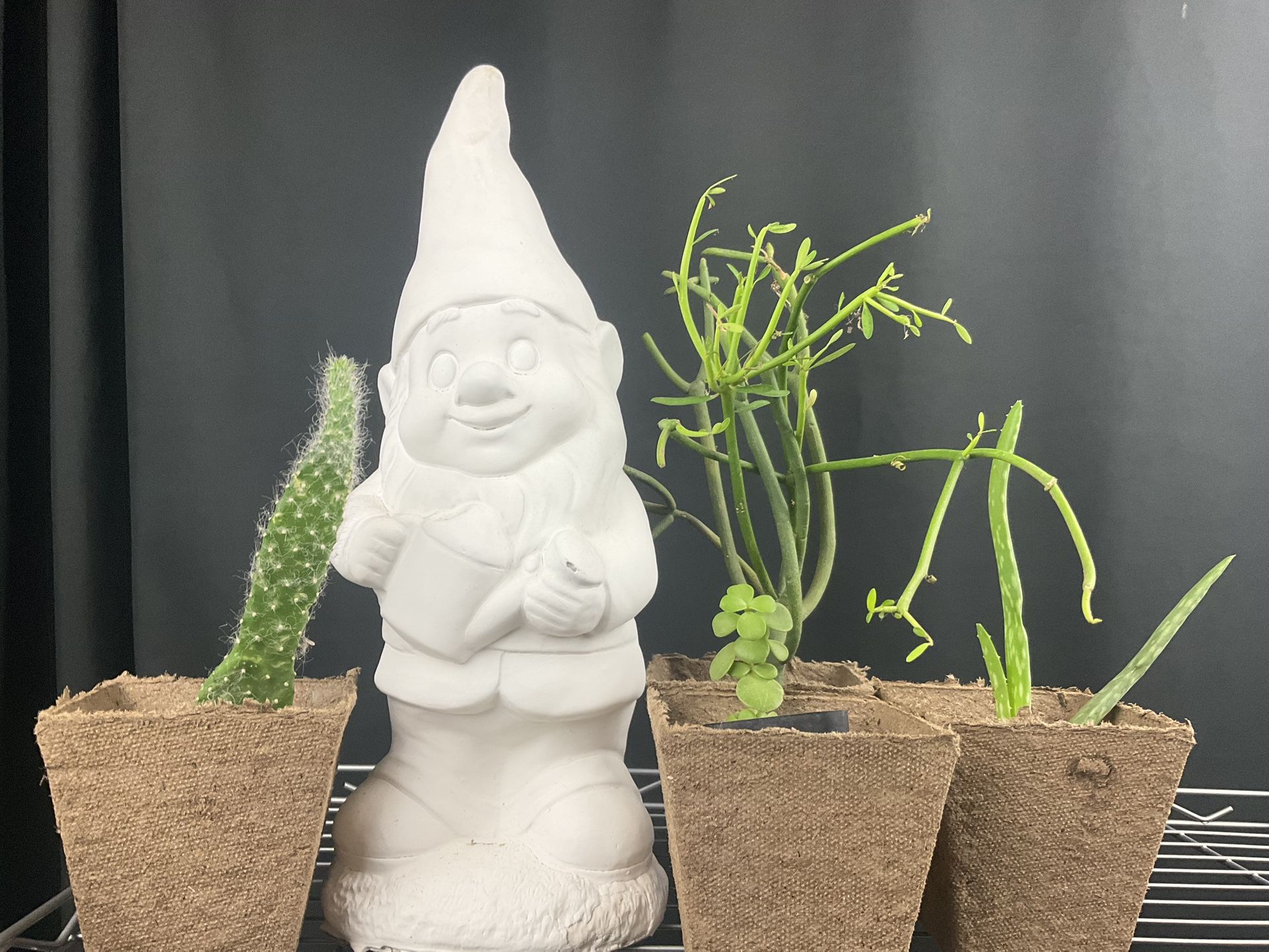 Decor Plants