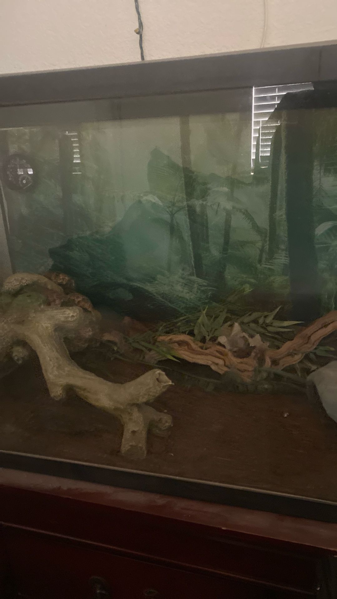 Snake Tank