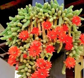Peanut cactus plus flower pot