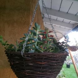 Succulent plants..(15 drs.)