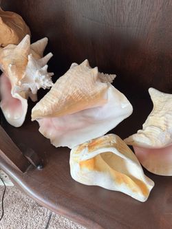 Large Shells (7)