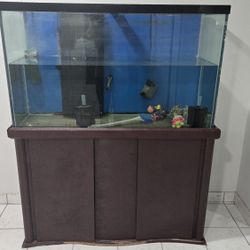 Fish Tank