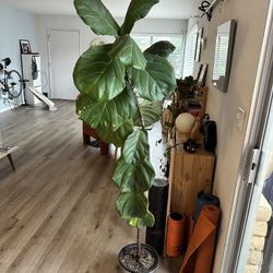 Fig Plant Indoors +6ft Tall