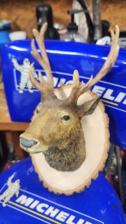 Selling this item. looks pretty real.good detail.its About 15 inches high.6 inches wide.