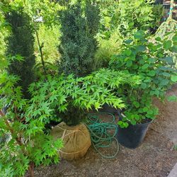 Outdoor Plants/trees Priced To Sell!! 