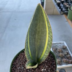 Sanseveria Whale Fin Variegated Imported 