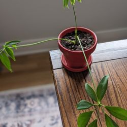 Umbrella tree (schefflera) cutting 