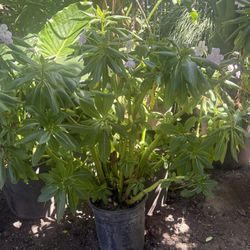 Planta Grande De Belen Color Lila 