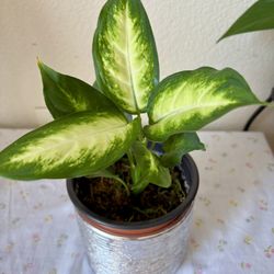 Dieffenbachia/Dumb Cane