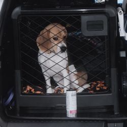 Diggs Revol Dog Crate - Medium - Charcoal Color 