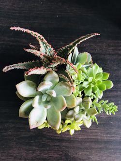 Real succulent arrangement flower plants home decor