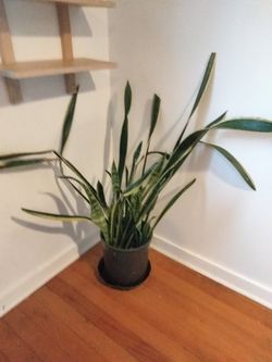 Extra Large Snake Plant